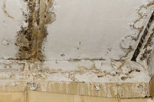 Best Industrial Mold Remediation  in Mayfield Heights, OH