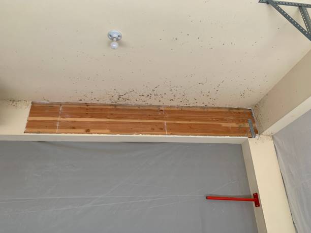 Best Crawl Space Mold Remediation  in Mayfield Heights, OH